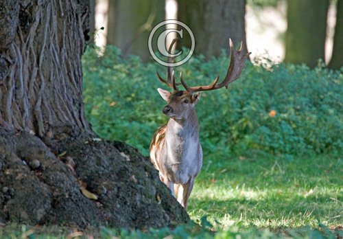 Fallow Deer Buck 2 DM0119